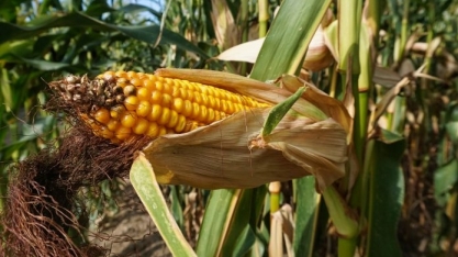 Estoque de etanol de milho dos EUA cai pela quarta semana consecutiva