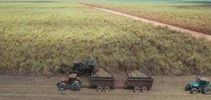 Plantio da cana-de-açúcar vem se modernizando ao longo dos anos