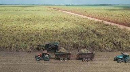 Plantio da cana-de-açúcar vem se modernizando ao longo dos anos