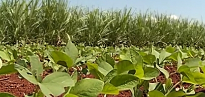 Proprietários usam soja para aumentar produtividade nas áreas de cana-de-açúcar e pecuária