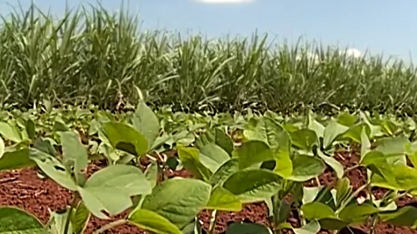 Proprietários usam soja para aumentar produtividade nas áreas de cana-de-açúcar e pecuária