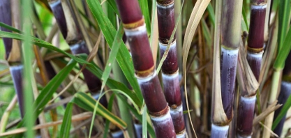 USDA vê queda de 3% na produção de cana do Brasil em 2021/22 por tempo seco