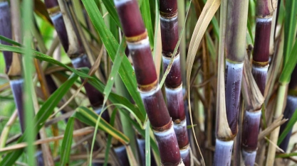 USDA vê queda de 3% na produção de cana do Brasil em 2021/22 por tempo seco