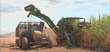 Colheita da cana-de-açucar deve começar em abril