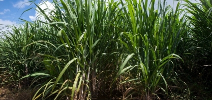 Exportações do agronegócio de Minas batem recorde trimestral