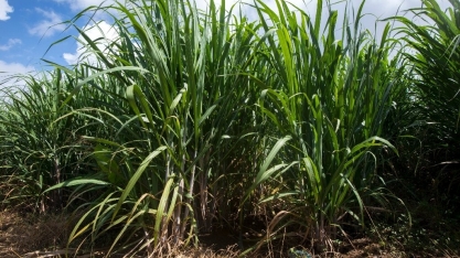 Exportações do agronegócio de Minas batem recorde trimestral