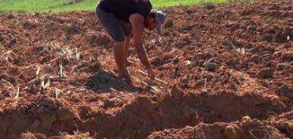 Produtores investem na expansão da plantação de cana no ES