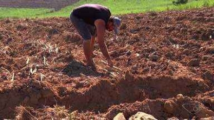 Produtores investem na expansão da plantação de cana no ES