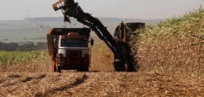 Seca faz safra de cana começar com queda na produção de açúcar e etanol