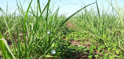 Como controlar plantas daninhas em pós-emergência na lavoura canavieira
