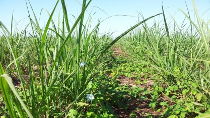 Como controlar plantas daninhas em pós-emergência na lavoura canavieira