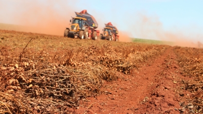Ital levanta pontos críticos de contaminação por micotoxinas em café, amendoim e cana-de-açúcar para prevenir e reduzir riscos