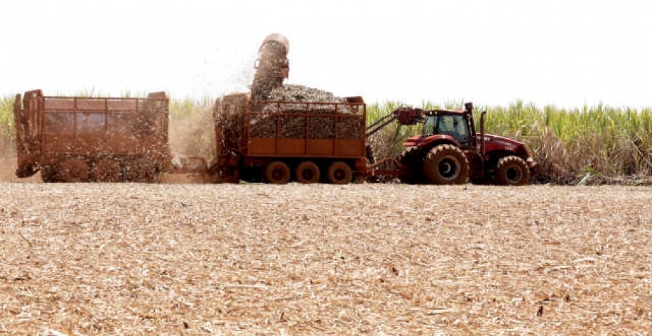 Safra feia de cana, somando a seca de 2020 e a que começou agora (Imagem: REUTERS/Paulo Whitaker)