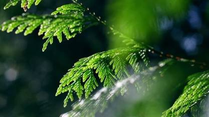 Valmet apresenta programa de clima para reduzir emissão de carbono