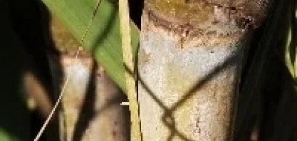 Bicudo-da-cana impulsiona mercado de inseticidas