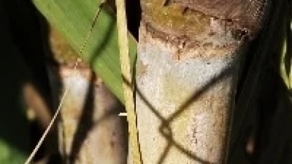 Bicudo-da-cana impulsiona mercado de inseticidas