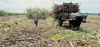 Açúcar: produção nas Filipinas deve totalizar 2,1 mi de toneladas em 2021/22