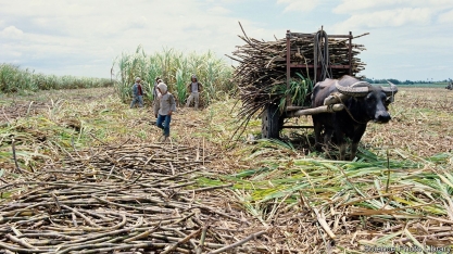 Açúcar: produção nas Filipinas deve totalizar 2,1 mi de toneladas em 2021/22