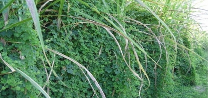 Vantagens da aplicação de herbicida pré-emergente no controle de plantas daninhas na cultura da cana