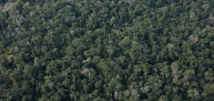 Atvos: Corredor Ecológico de Mata Atlântica na região do Pontal do Paranapanema ganhará mais 118 mil mudas até 2022