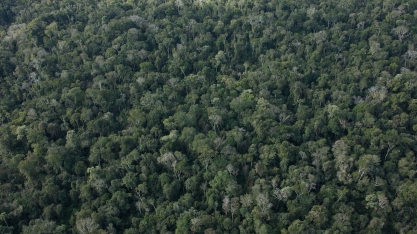 Atvos: Corredor Ecológico de Mata Atlântica na região do Pontal do Paranapanema ganhará mais 118 mil mudas até 2022