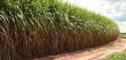 VBP da Cana avança R$ 3 bilhões em março