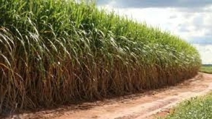 VBP da Cana avança R$ 3 bilhões em março