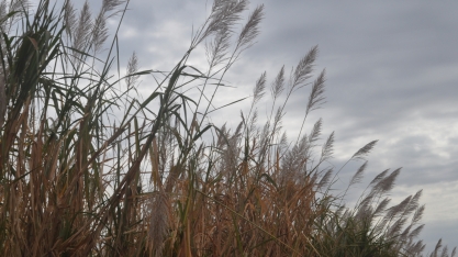 Como proceder com o uso de maturadores neste início de safra canavieira no Centro-Sul