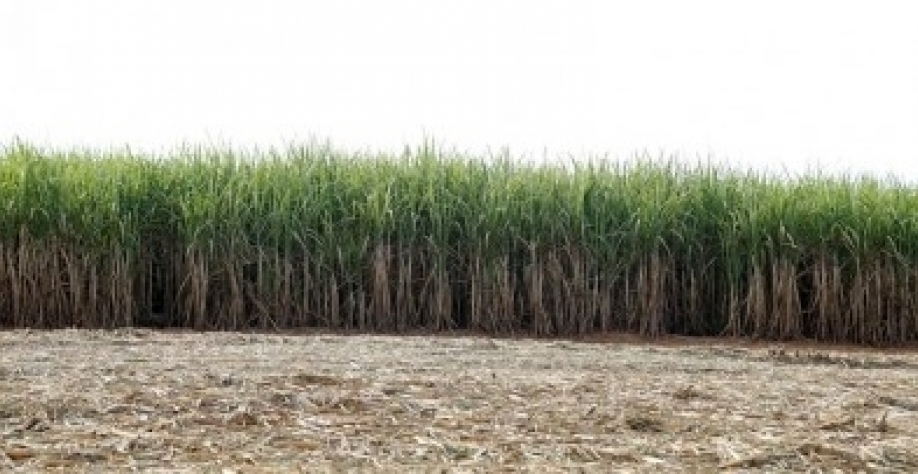 Trata-se da oitava chamada de propostas lançada pela FAPESP em parceria com a Organização Neerlandesa para a Pesquisa Científica; objetivo é financiar projetos colaborativos entre pesquisadores de São Paulo e dos Países Baixos (foto: João Lima/Pixabay)