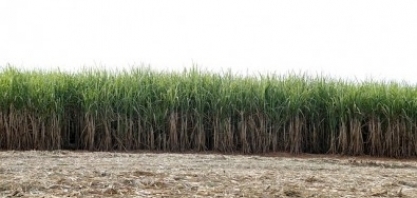 Edital vai apoiar pesquisas voltadas à produção sustentável de biomassa para a bioeconomia