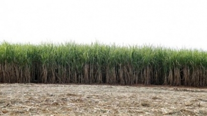 Edital vai apoiar pesquisas voltadas à produção sustentável de biomassa para a bioeconomia