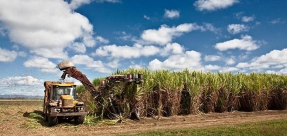Áreas de cana-de-açúcar estão mais concentradas no Centro-Oeste