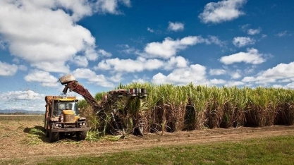 Áreas de cana-de-açúcar estão mais concentradas no Centro-Oeste