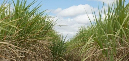 Agroindústria sucroalcooleira de Paraíba é pesquisada para levantamento da safra de cana