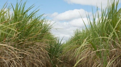 Agroindústria sucroalcooleira de Paraíba é pesquisada para levantamento da safra de cana