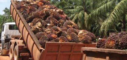 Bélgica quer proibir biocombustíveis feitos com óleo de soja e de palma, diz adido do USDA