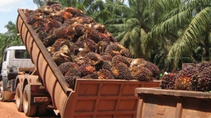 Bélgica quer proibir biocombustíveis feitos com óleo de soja e de palma, diz adido do USDA