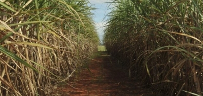 Com clima mais seco, safra de cana será 3% menor em 2021/22