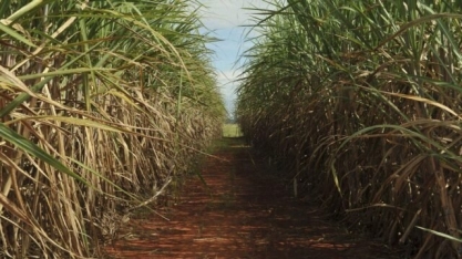 Com clima mais seco, safra de cana será 3% menor em 2021/22