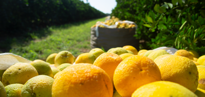 Safra de laranja paulista e mineira recua 30,5%; maior quebra desde 1988