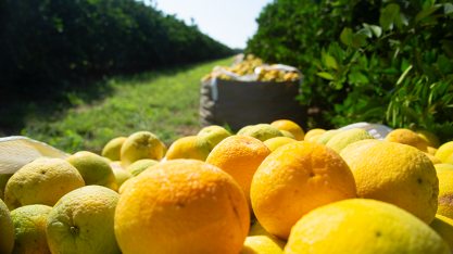 Safra de laranja paulista e mineira recua 30,5%; maior quebra desde 1988