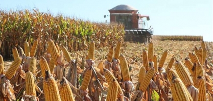 Milho se torna protagonista e movimenta a cidade de Sorriso
