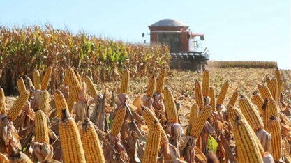 Milho se torna protagonista e movimenta a cidade de Sorriso