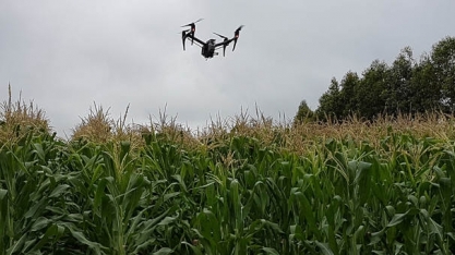 Sistema faz contagem automática de plantas na lavoura por imagens de drones
