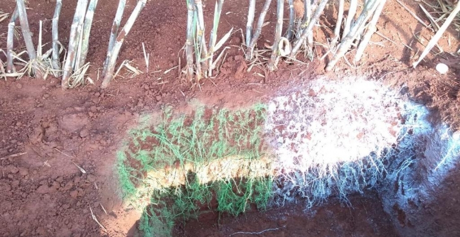 Fertilizantes biológicos: cana com muito mais raízes