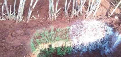 Produtora aposta no restabelecimento do micro bioma do solo para aumento de produtividade