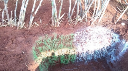 Produtora aposta no restabelecimento do micro bioma do solo para aumento de produtividade