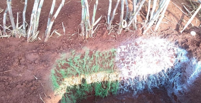 Produtora aposta no restabelecimento do micro bioma do solo para aumento de produtividade