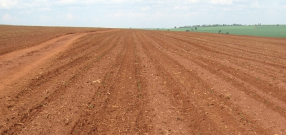 Pesquisa paulista explica como a produtividade de cana varia no mesmo tipo de solo