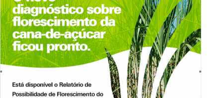 CTC disponibiliza relatório de possibilidade de florescimento de cana-de-açúcar